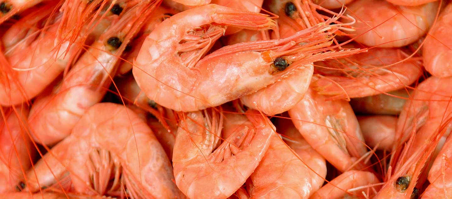 Shrimp Bon Secour Alabama