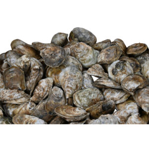TEXAS SHELL OYSTERS - 30# BOAT GRADE